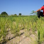 Italian rice crops suffer in drought, worst European heatwave ever