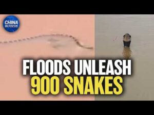 Floods Unleash 900 Snakes in China | China in Focus