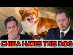 This One Dog is About to Topple the Chinese Government – We’re Not Kidding – Episode #325