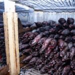 ‘Going Dark’: The High-Tech Tricks Behind Illegal Chinese Fishing in the Pacific