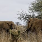 4 arrested as Kenya investigates 18 elephant deaths in Amboseli