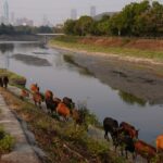 Hong Kong eyes licensing for livestock in New Territories amid urban push