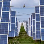 International study finds solar panels in China could be harming birds