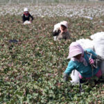 Beijing Sanctions 2 US Labs That Can Prove Where Cotton Grew