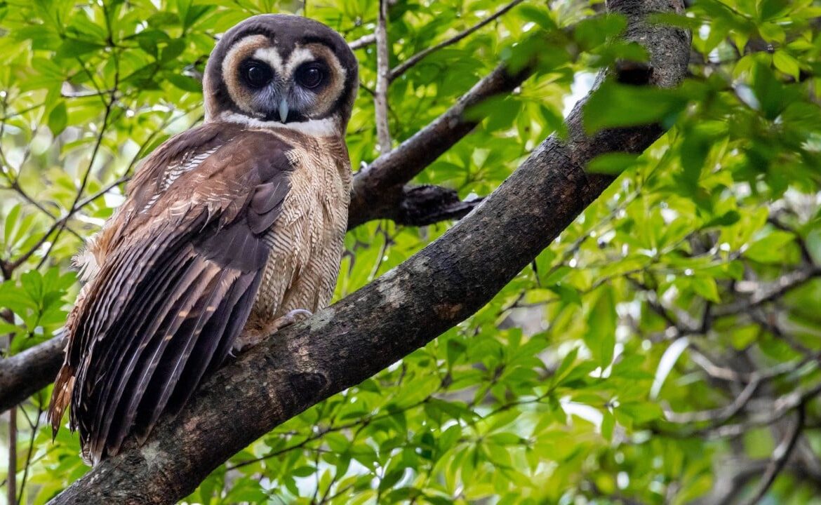 Hong Kong’s biodiversity ‘richer than we know’ but many species lack protection