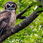 Hong Kong’s biodiversity ‘richer than we know’ but many species lack protection