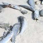 Scientists probe if herpes virus is killing sardines off South Africa
