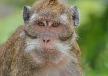 China needs monkeys: lab animal shortage could hinder biotech growth