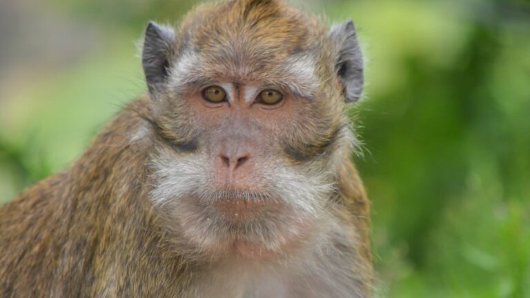 China needs monkeys: lab animal shortage could hinder biotech growth