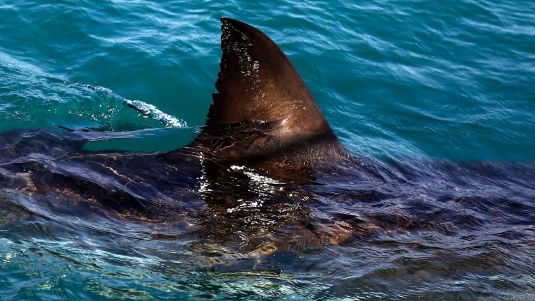 Shark kills woman swimming off South Africa’s Eastern Cape