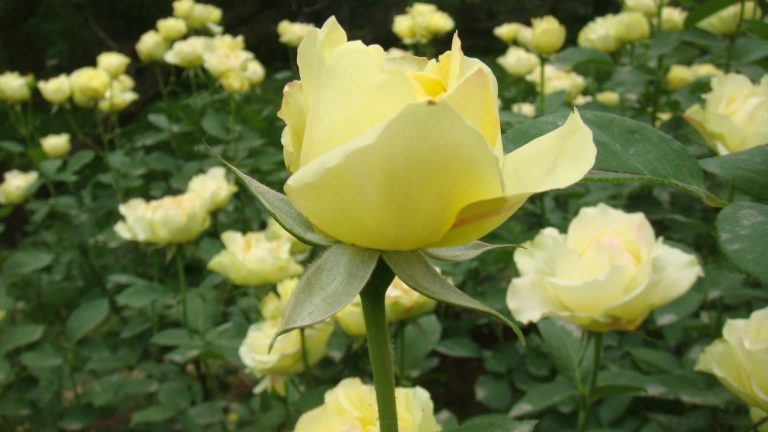 Coming up roses? How Trump planted a new seed for Chinese gift diplomacy