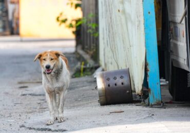 Nearly 1 in 3 unattended dogs captured in Hong Kong euthanised this year