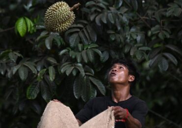 Thailand’s deepening labour shortage roils harvest as unpicked fruits rot